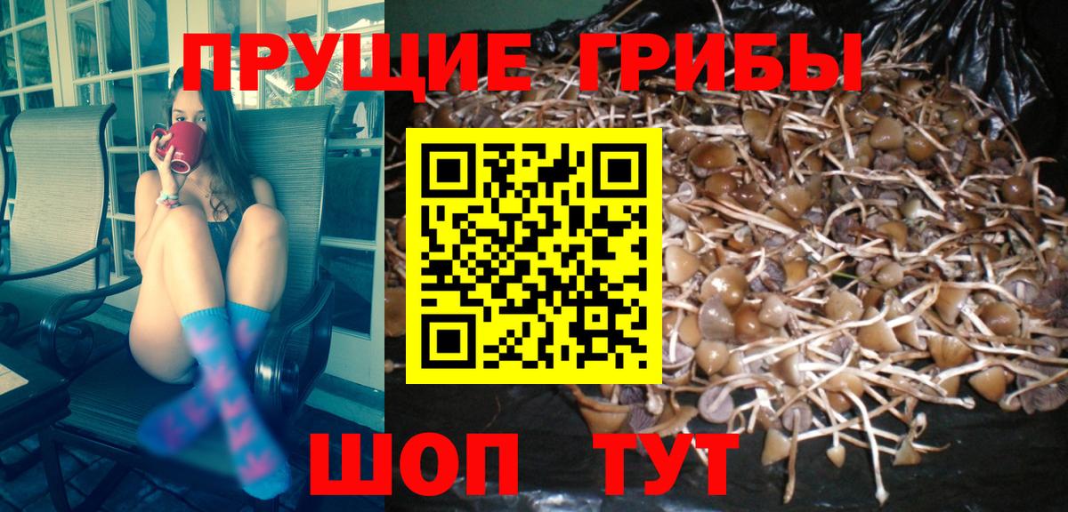 Галлюциногенные грибы GOLDEN TEACHER  Вход с VPN  Галлюциногенные грибы Psilocybine cubensis  Краснознаменск 
